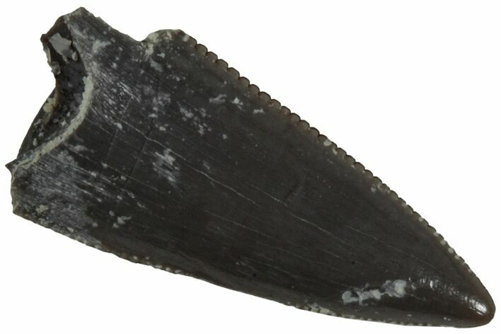 Serrated, Triassic Reptile (Postosuchus?) Tooth - Arizona #231196